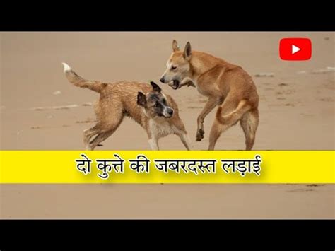 sex karte hue desi|भारतीय देसी सेक्सी कपल आपस में सेक्स करते हुए